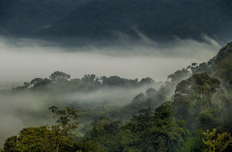 Layered ridges with river of mist in Nyungwe, Rwanda