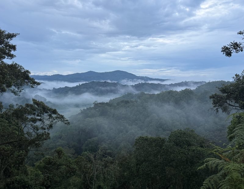 Mist drifting over rainforest ridges at dawn