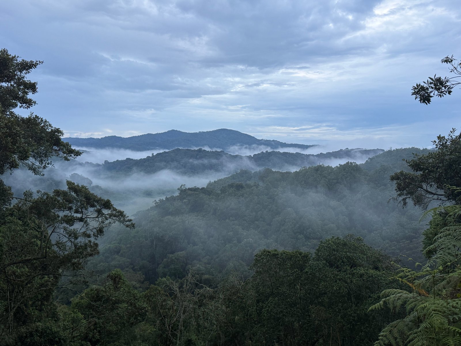 Mist drifting over rainforest ridges at dawn