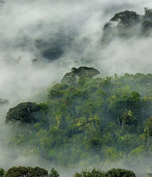 Mist drifting through cloud forest canopy in Nyungwe, Rwanda