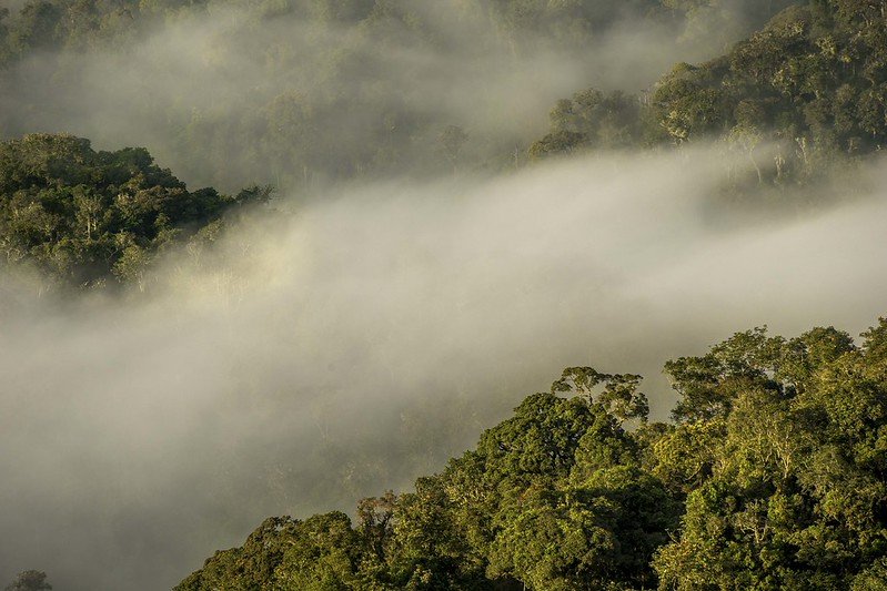 Mist flowing over forested ridge in Nyungwe, Rwanda