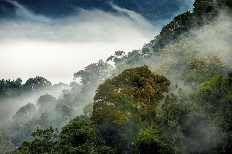 Mist swirling around a golden crowned tree in Nyungwe, Rwanda