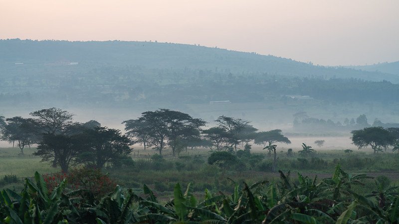 Misty valley with acacias and banana plants in Nyungwe, Rwanda