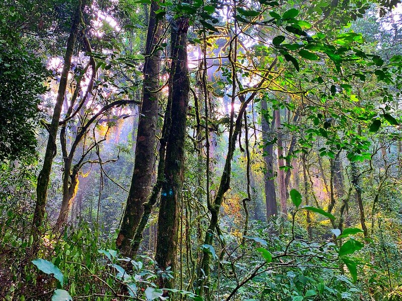 Moss covered trees and hanging vines in Nyungwe, Rwanda