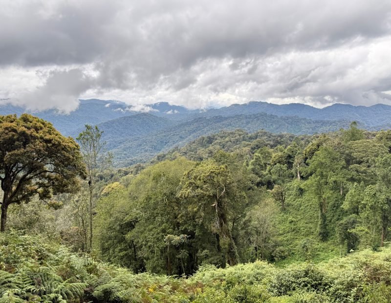 Rainforest canopy rolling to distant blue mountains