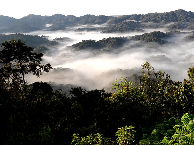 Sea of mist flowing between forested ridges in Nyungwe, Rwanda