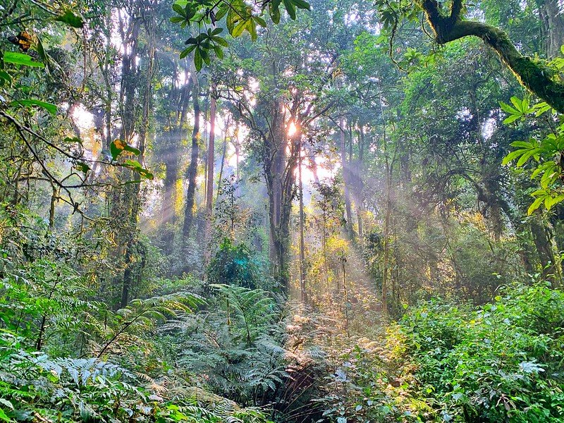 Sunbeams over tree ferns in montane forest in Nyungwe, Rwanda
