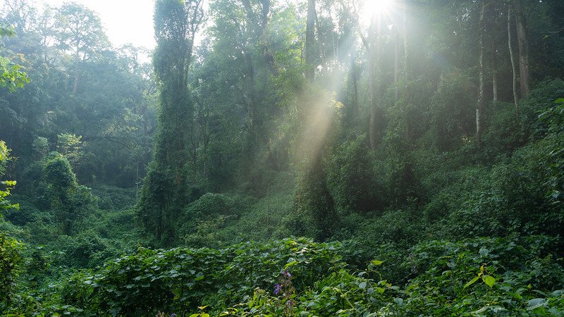Sunbeams through vine draped rainforest in Nyungwe, Rwanda