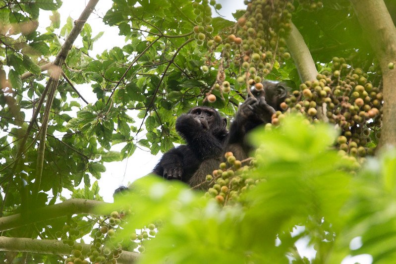 Two chimpanzees looking up into fig canopy in Nyungwe, Rwanda