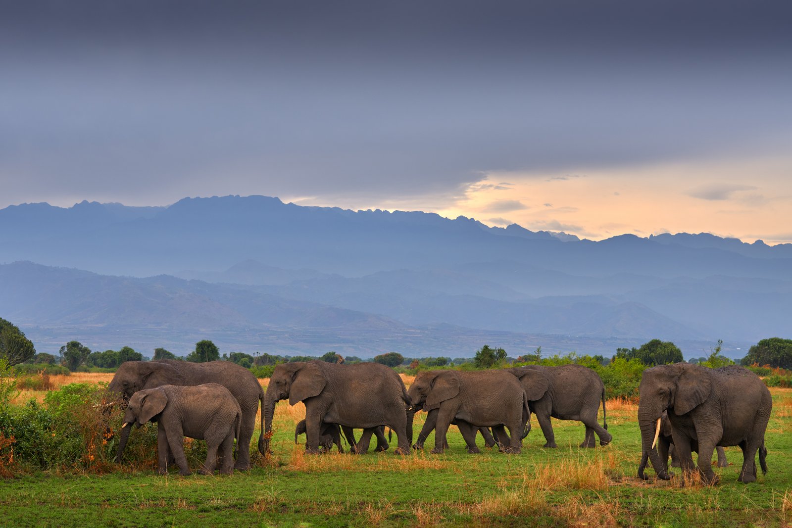 Elizabeth elephant herd below the rwenzori at dusk