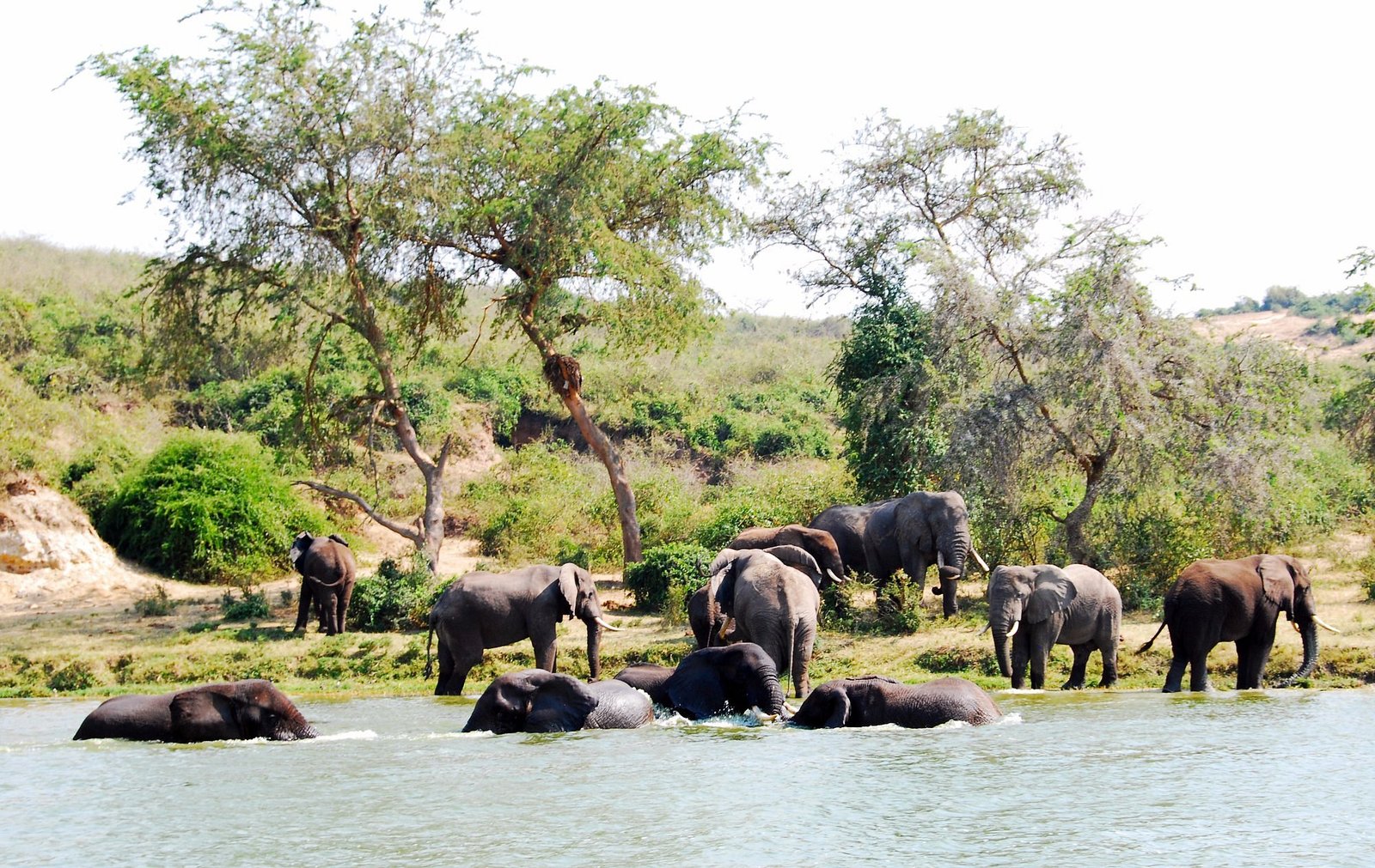 Elizabeth elephant herd swimming across the kazinga channel