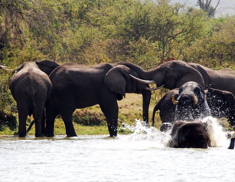 Elizabeth elephants drinking in the kazinga channel