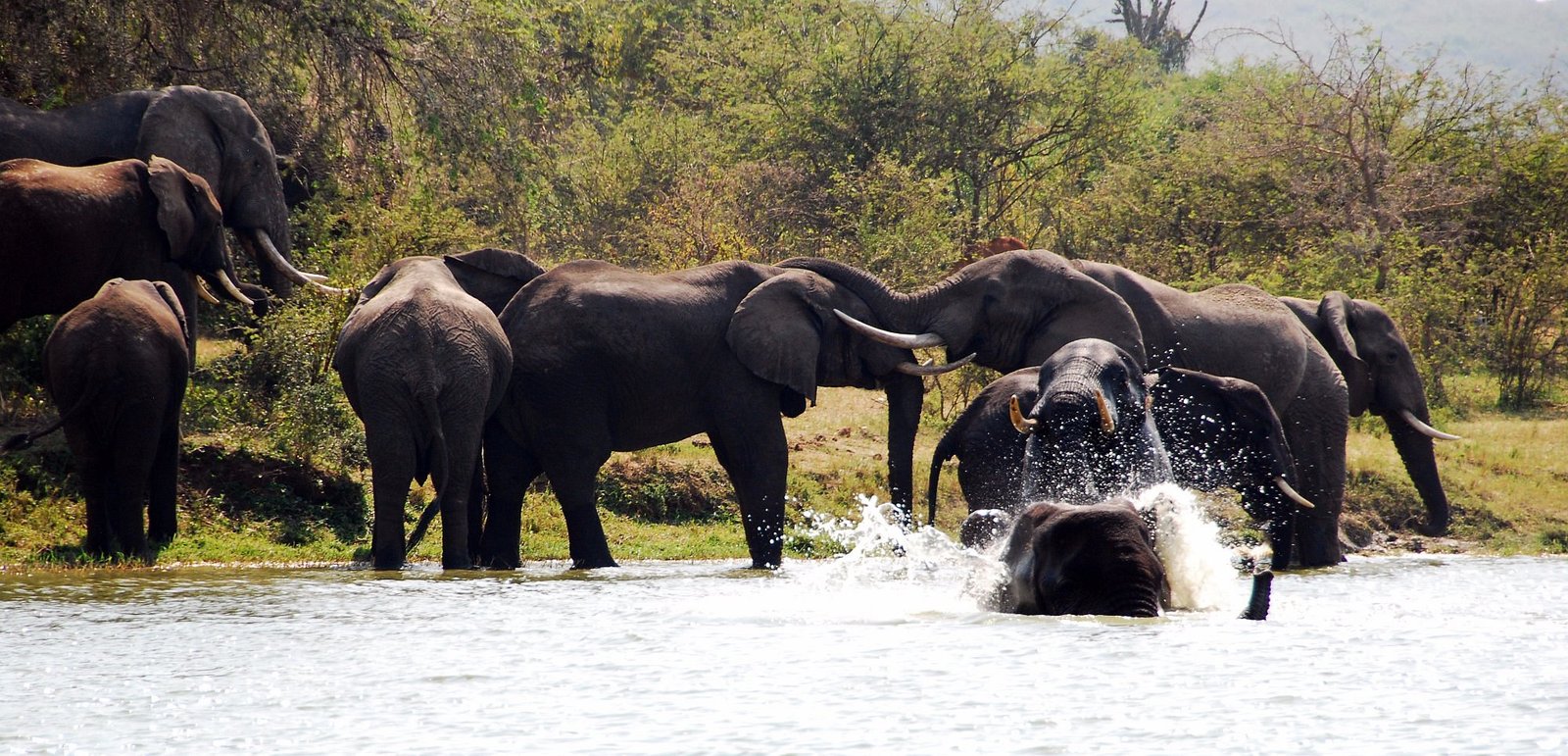Elizabeth elephants drinking in the kazinga channel