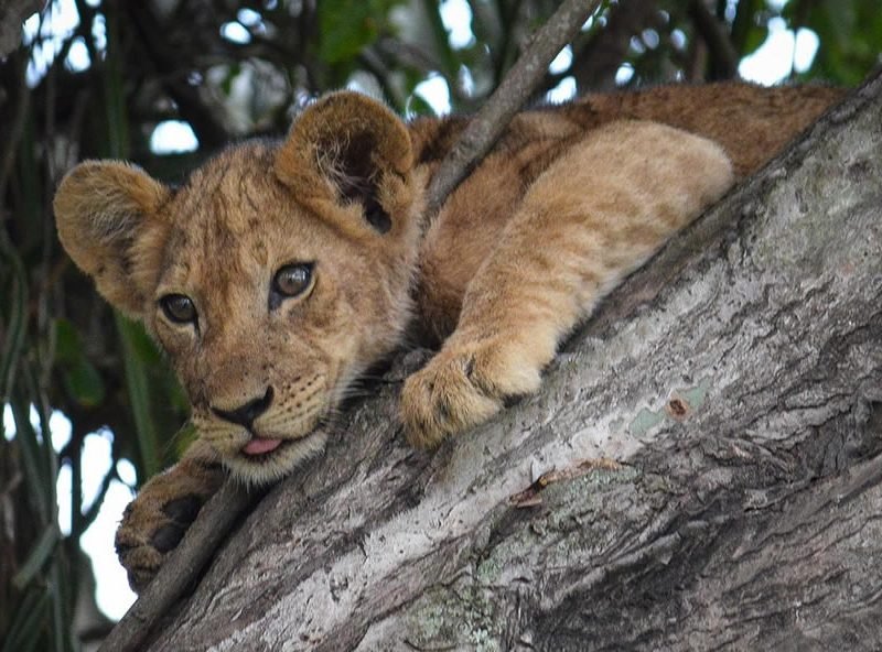 Elizabeth lion cub lying on a tree trunk at ishasha