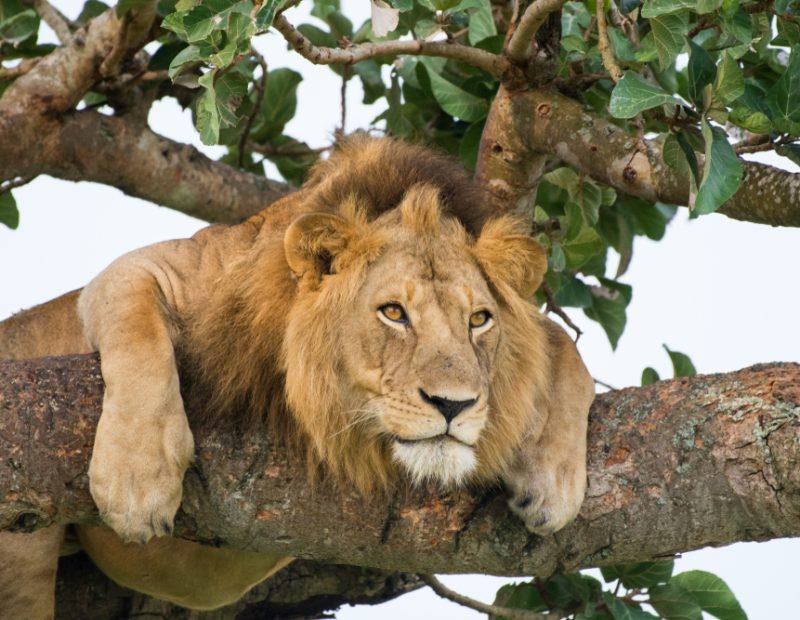 Elizabeth male lion draped in a fig tree at ishasha