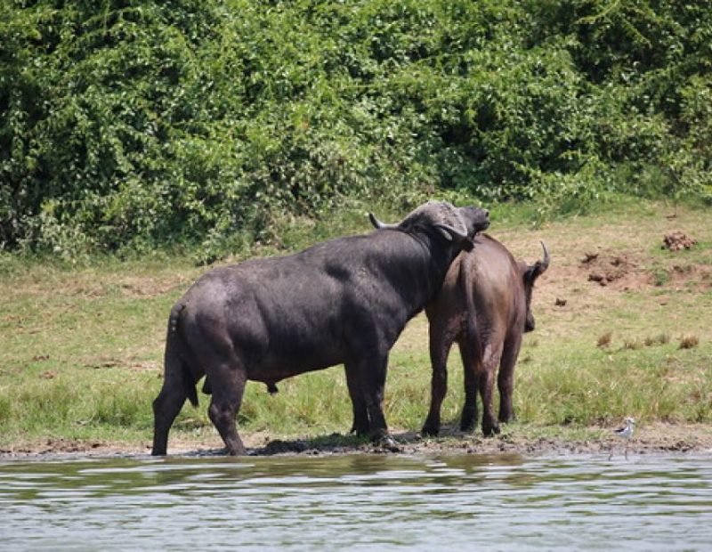Elizabeth two buffalo at the kazinga channel edge