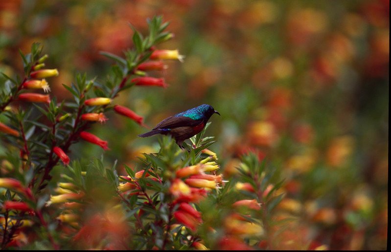 Iridescent sunbird on red tubular flowers in Rwanda, Rwanda