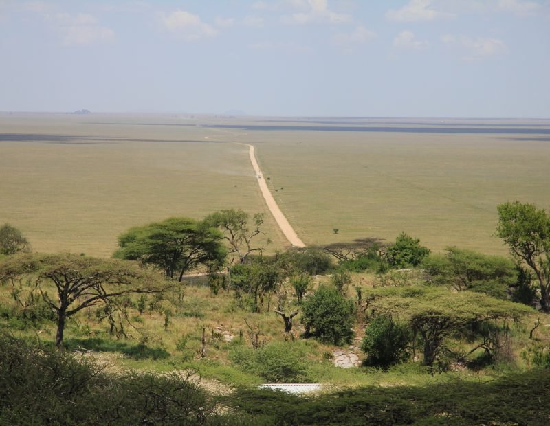 Endless plains and dirt track seen from a kopje