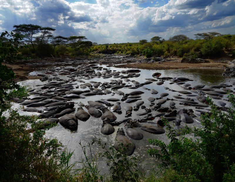 Hippo pod packed into river pool under storm clouds