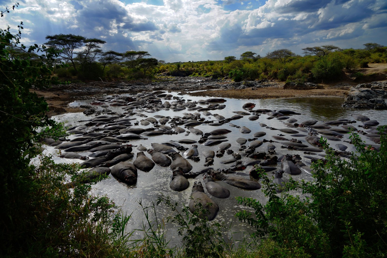 Hippo pod packed into river pool under storm clouds