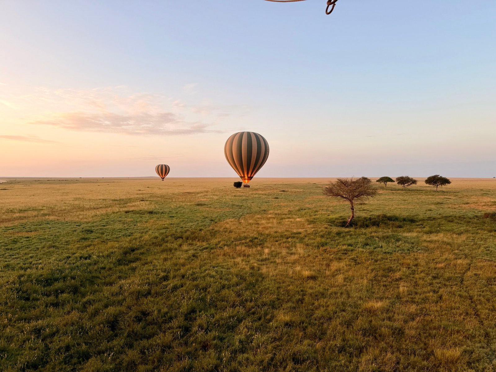 Hot air balloons descending over green plain at sunrise