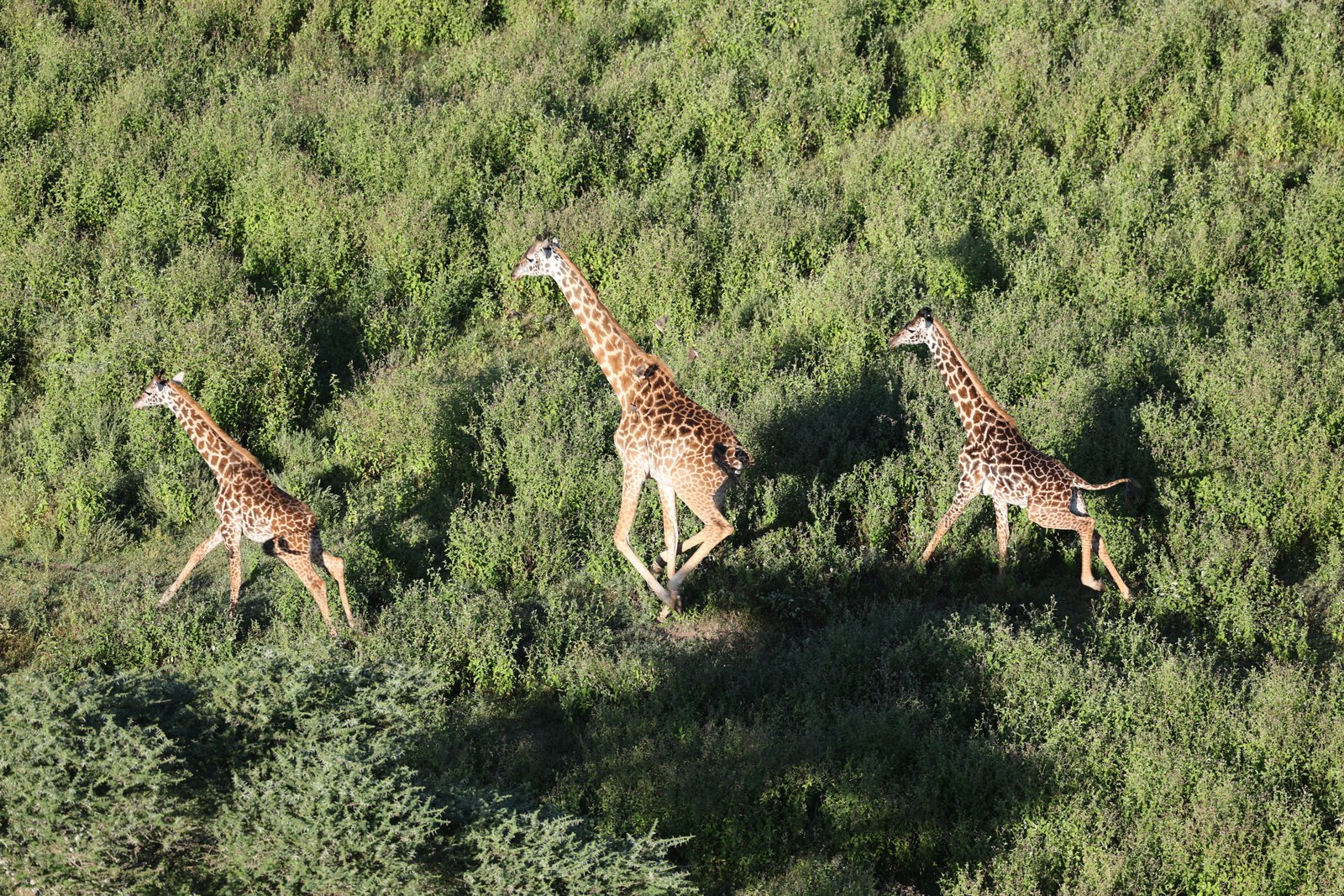 Three giraffes walking through green bush seen from above