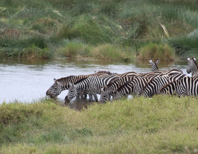 Zebra herd drinking along a green riverbank