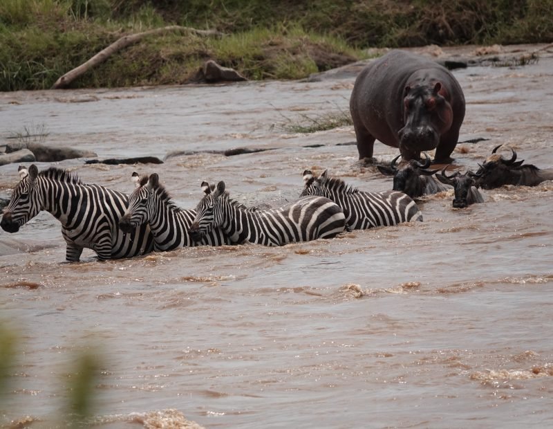 Zebras and wildebeest fording muddy river past a hippo