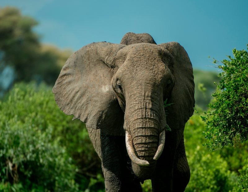 Bull elephant head on under blue sky