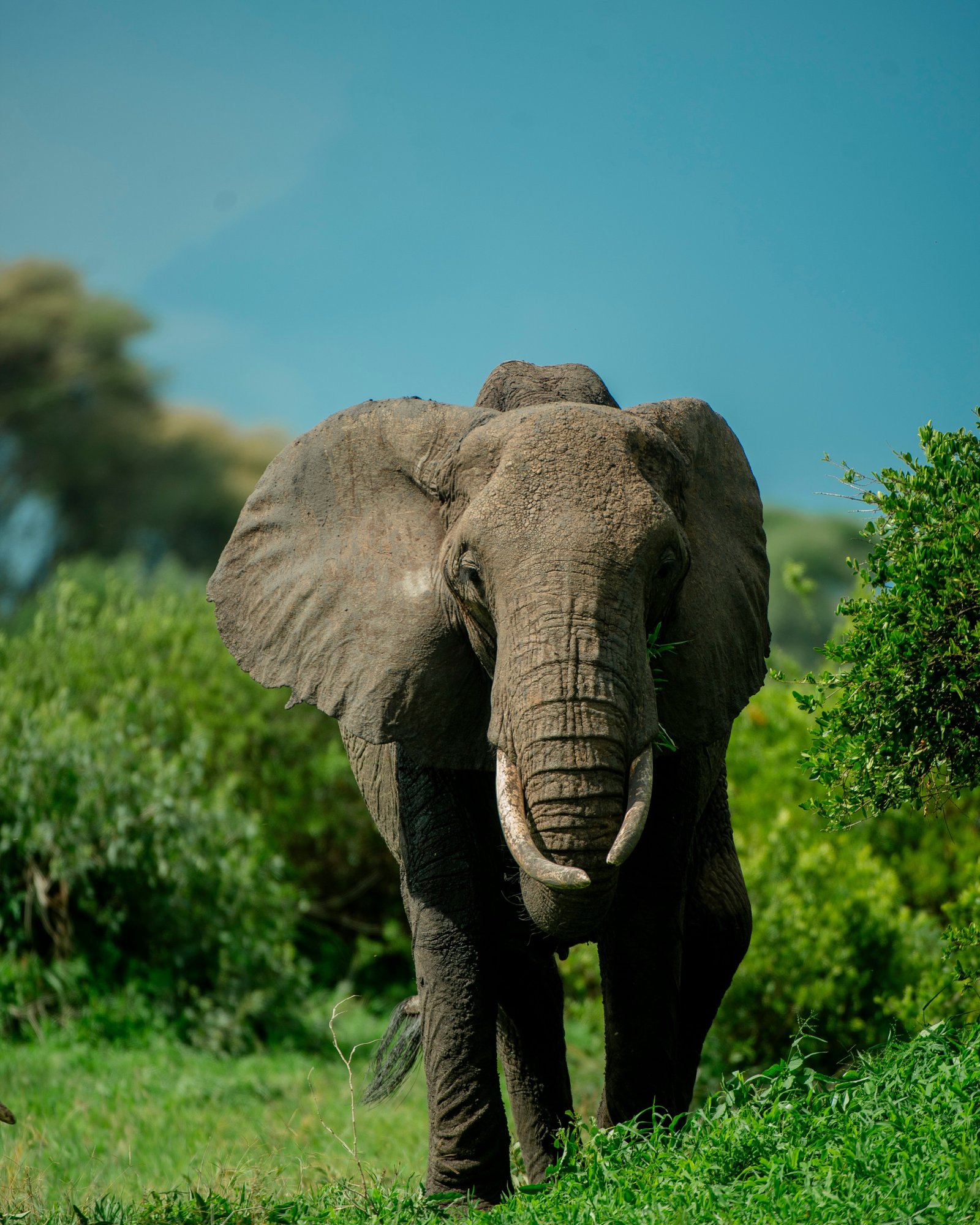 Bull elephant head on under blue sky