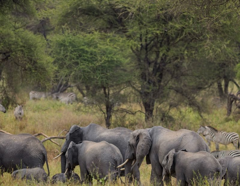 Elephant family and zebras in dry acacia woodland