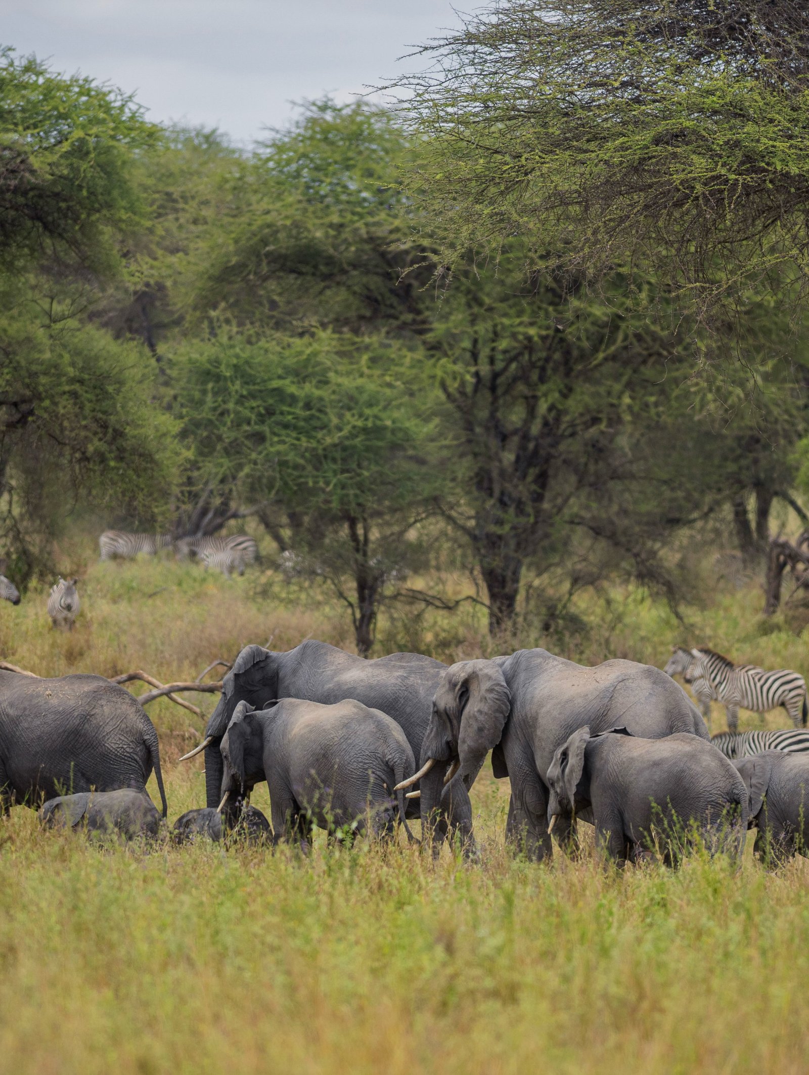 Elephant family and zebras in dry acacia woodland