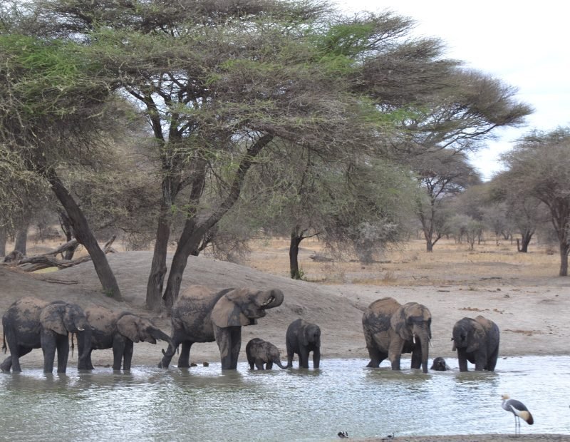 Elephant herd at a waterhole in acacia woodland