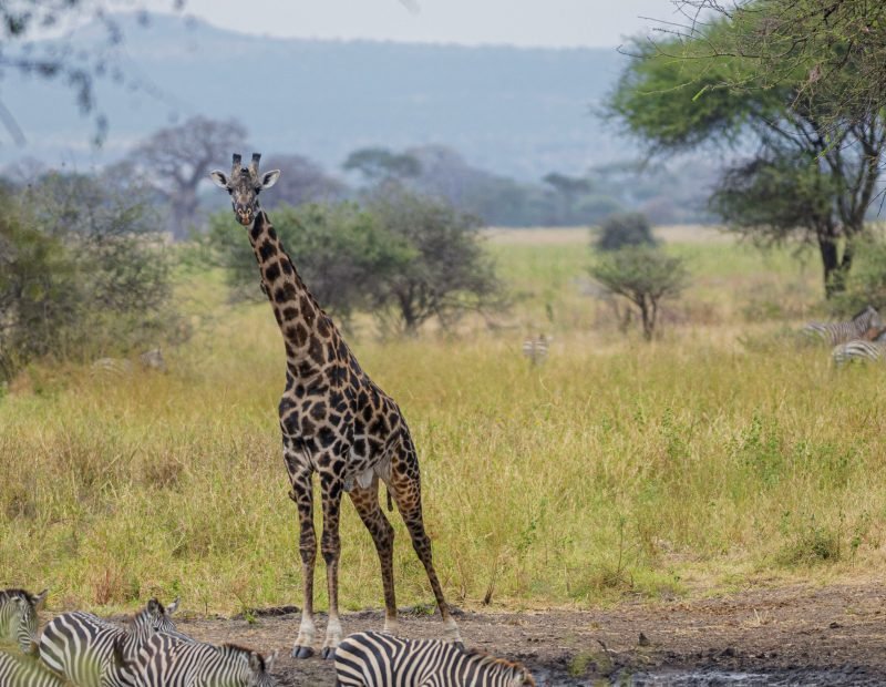 Giraffe and zebras at a grassy waterhole