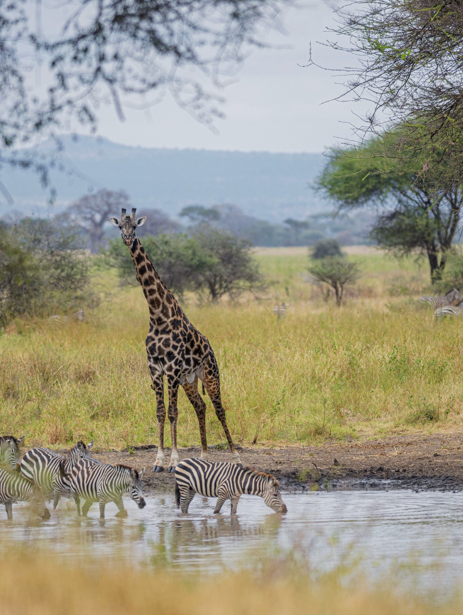 Giraffe and zebras at a grassy waterhole
