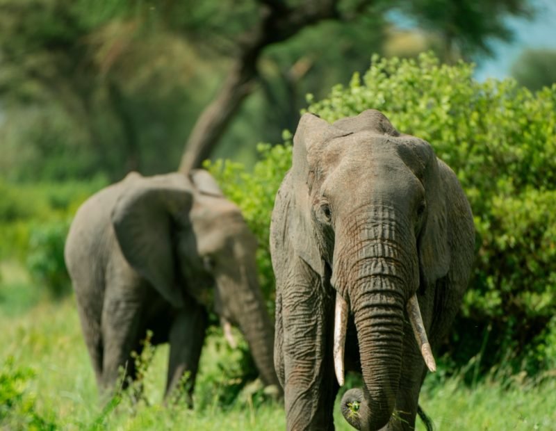 Two elephants browsing in green season bush