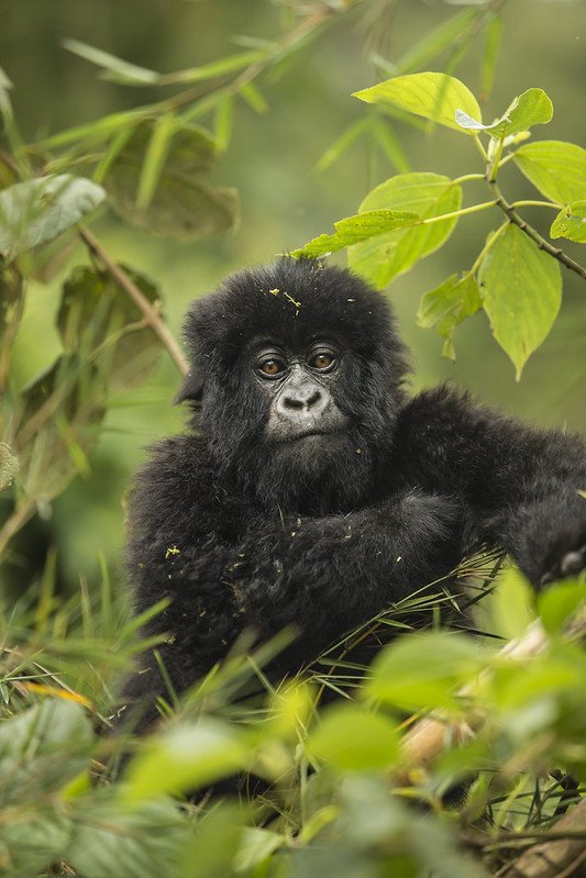 Baby mountain gorilla among bamboo leaves in Volcanoes, Rwanda