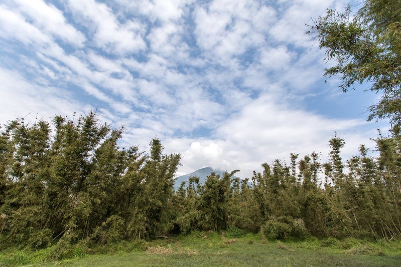 Bamboo stand beneath a wide cloudy sky in Volcanoes, Rwanda