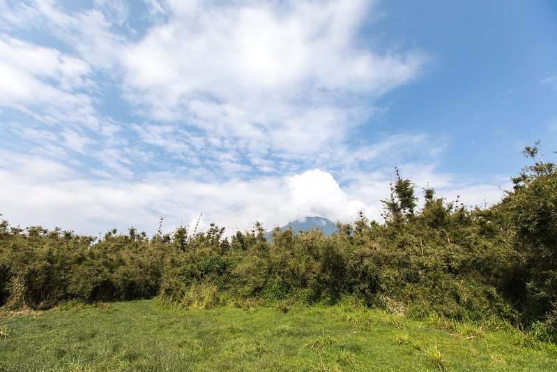 Cloud rising behind bamboo at forest edge in Volcanoes, Rwanda