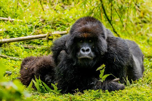 Female mountain gorilla lying with infant in Volcanoes, Rwanda