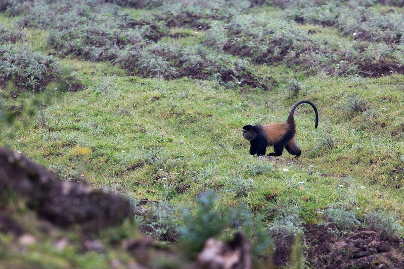 Golden monkey crossing open moorland in Volcanoes, Rwanda