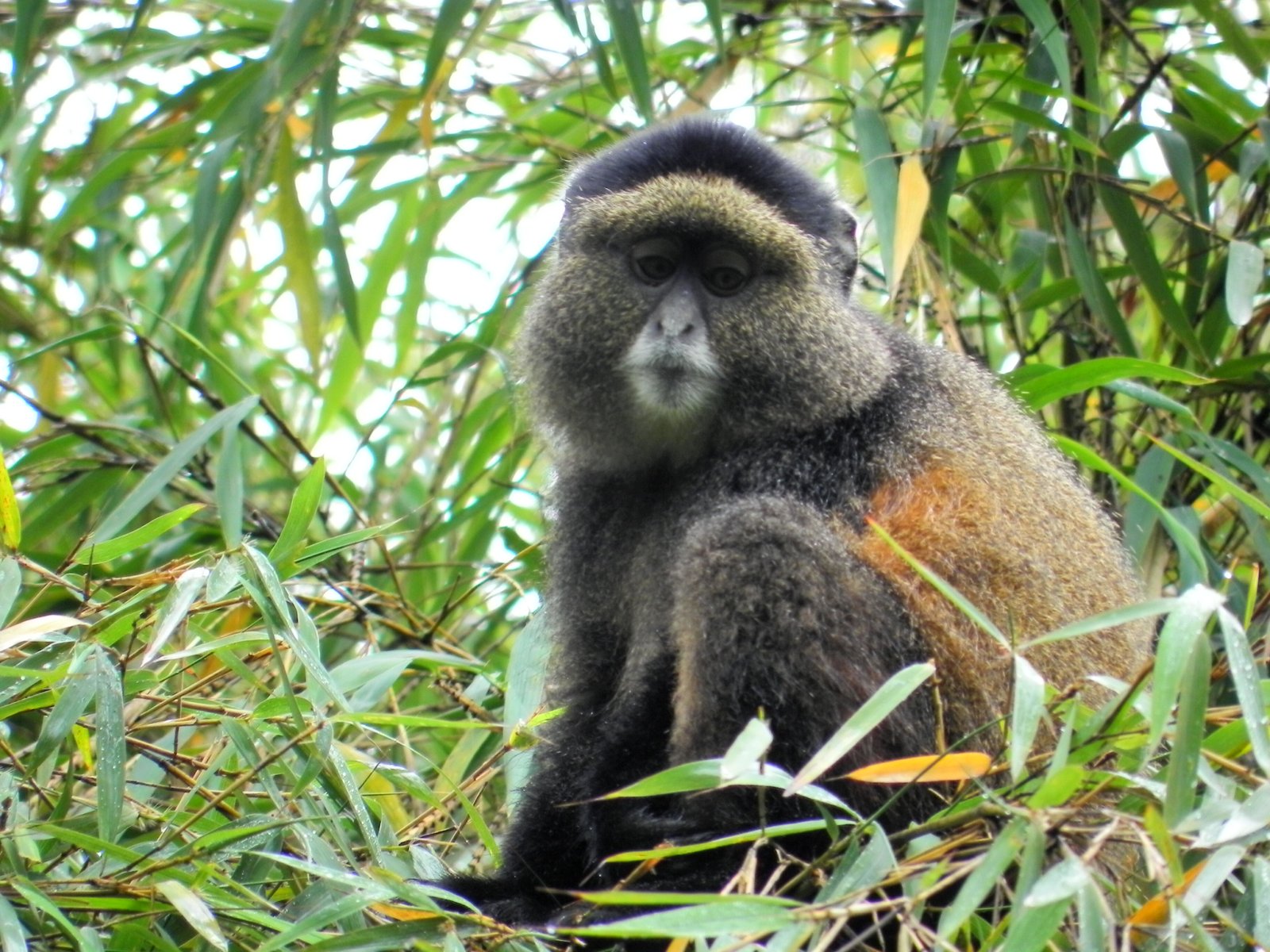 Golden monkey perched in bamboo in Volcanoes, Rwanda
