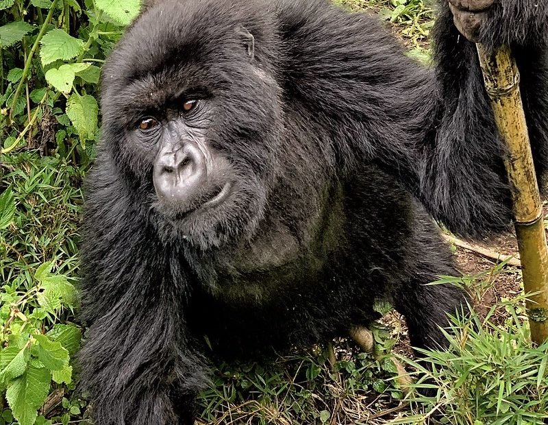 Gorilla close up beside a trekking pole in Volcanoes, Rwanda