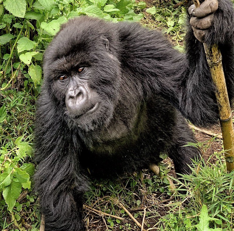Gorilla close up beside a trekking pole in Volcanoes, Rwanda