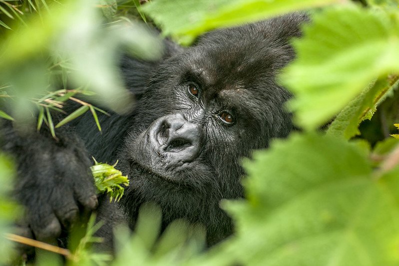 Gorilla face framed by green leaves in Volcanoes, Rwanda