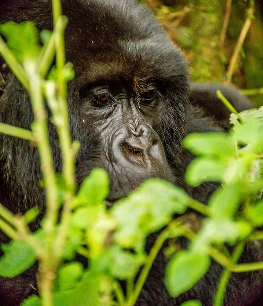 Gorilla face glimpsed through green sprigs in Volcanoes, Rwanda