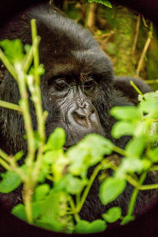 Gorilla face glimpsed through green sprigs in Volcanoes, Rwanda