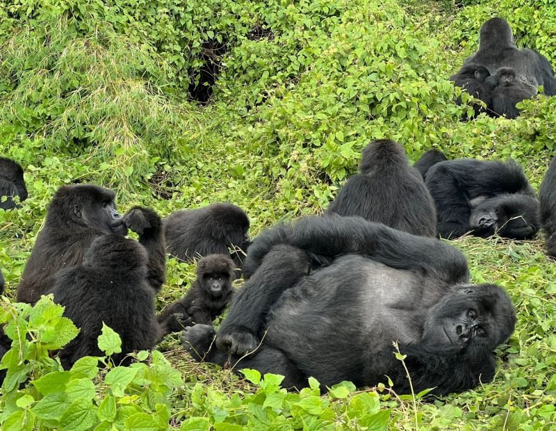 Gorilla family with silverback lying on back in Volcanoes, Rwanda