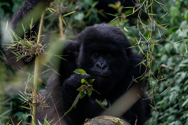 Gorilla holding a leafy sprig in bamboo in Volcanoes, Rwanda
