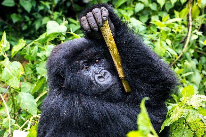 Gorilla holding bamboo stem overhead in Volcanoes, Rwanda